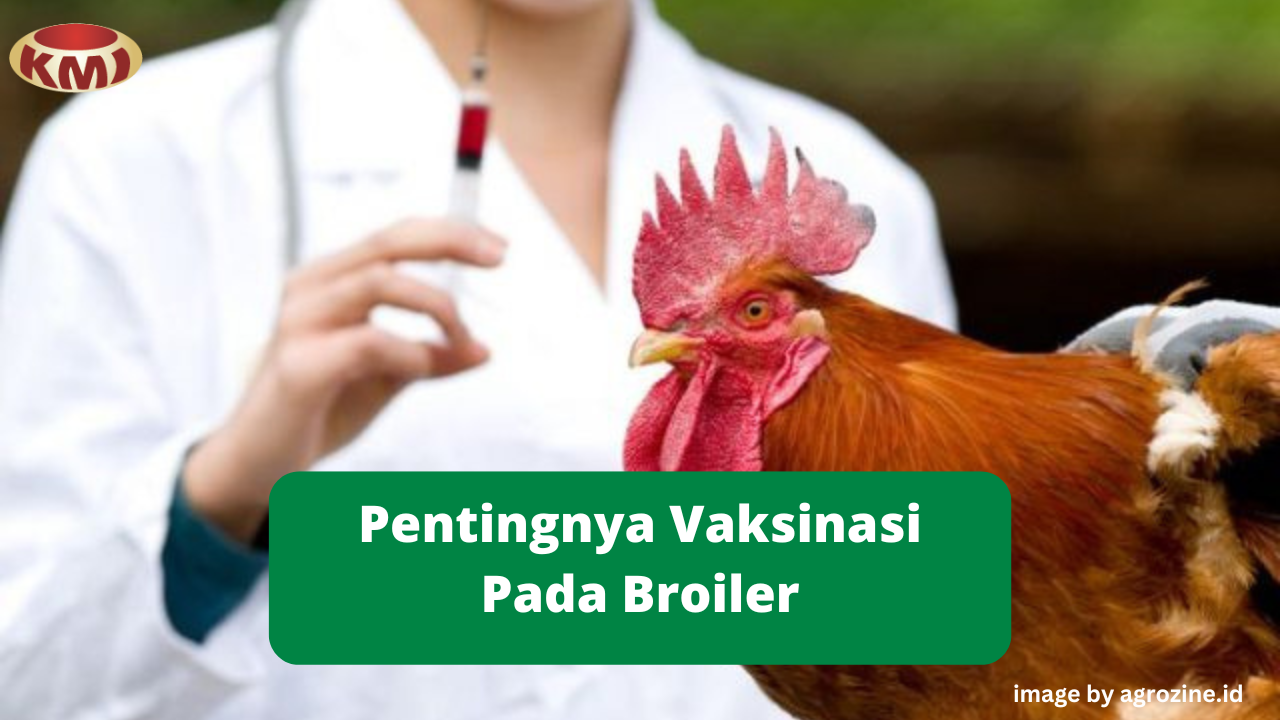 Alasan Pentingnya Vaksinasi Broiler